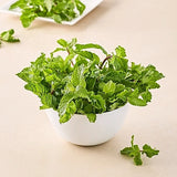 Mint Bunch Fresh