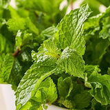 Mint Bunch Fresh