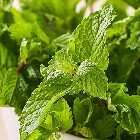Mint Bunch Fresh